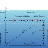 graphic of the nitrogen cycle
