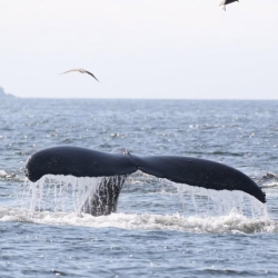 Humpback tail fluke coming out of water